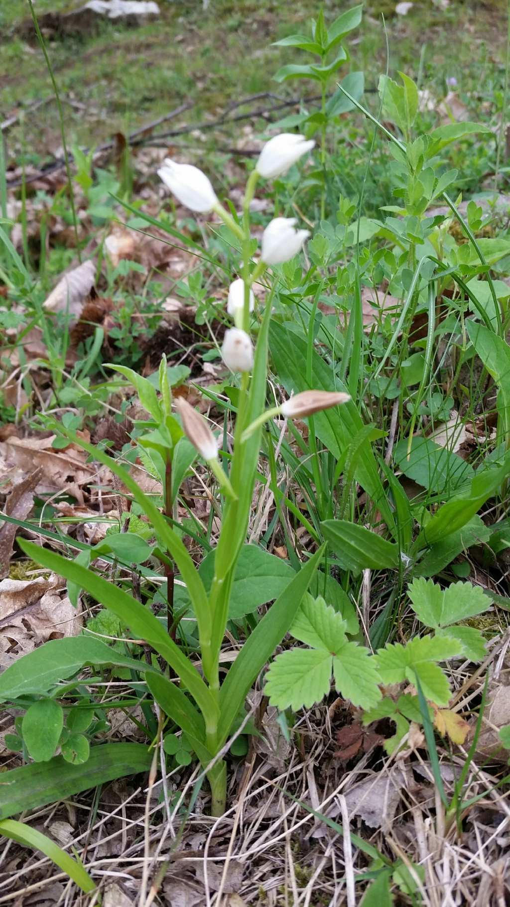 Cephalanthera longifolia (Orchidaceae)